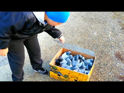 Видео: Завёз на расстояние 180км почтовый спортивные голуби. Distance 180 kilometers postal sport pigeons