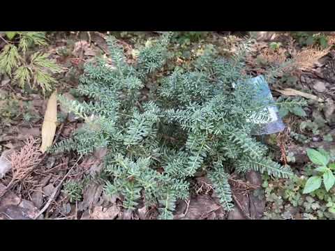 Видео: Обзор части осенено сада ( юкка рострата, кипарис аризонский, фотиния, )