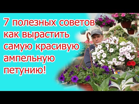 Видео: Ампельная петуния- о чём молчат те, кто умеет её выращивать.