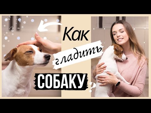 Видео: КАК ПРАВИЛЬНО ГЛАДИТЬ СОБАКУ?