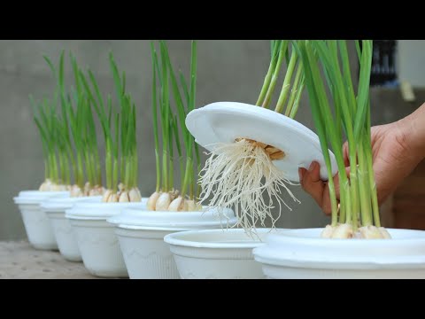 Видео: Неожиданно, выращивание чеснока в пенопластовой коробке с водой дает так много корней.