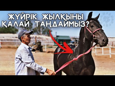 Видео: АТБЕГІ ЖҮЙРІК ЖЫЛҚЫ ТАҢДАУДЫҢ СЫРЫН АЙТТЫ❗🐎 - Жылқы Жайлы