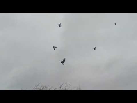 Видео: Николаевские голуби, в гостях у Нестерова Сергея