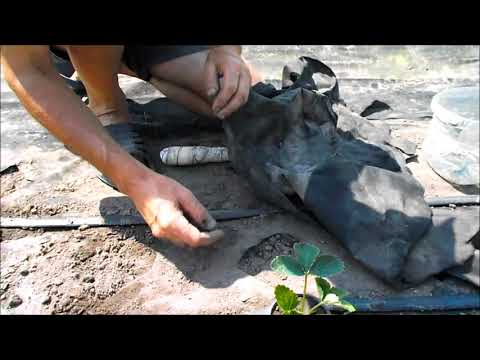 Видео: Спасаем клубнику от личинки майского жука