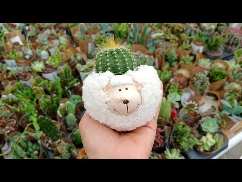 Видео: 🍃🫒Ашан🍃Вот Это Да🥰Классные Цветочки🍃Отличный Выбор🫒Есть Редкие Экземпляры