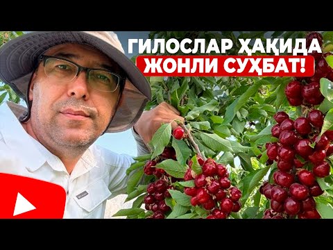 Видео: ГИЛОС БЎЙИЧА БАРЧА САВОЛЛАРИНГИЗГА ЖАВОБЛАР! | ШУҲРАТ АБРОРОВ #shuhratabrorov #gilos