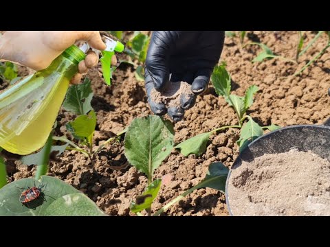 Видео: Избавьтесь от всех вредителей на капусте этим естественным способом