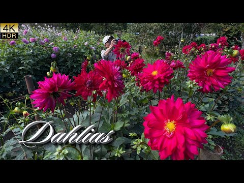 Видео: На священных горах на рассвете — сад георгинов пробуждается в тихом свете