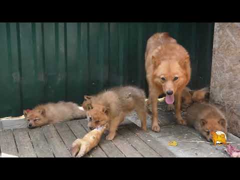 Видео: Щенки карело-финской лайки в июле 2024 :: Puppies of Finnish Spitz in July 2024