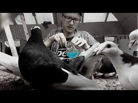 Видео: Моя ошибка. Вакцинация голубей. Авинью-NeO (Ньюкасла, парамиксовирус). Пермские высоколетные.