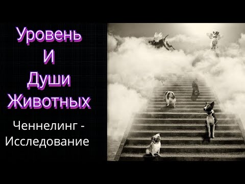 Видео: Ченнелинг.Уровень и Души Животных.Регрессивный гипноз.