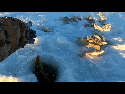 Видео: МОРОЗ И СОЛНЦЕ, ЧУДНЫЙ ДЕНЬ НА ЗИМНЕЙ РЫБАЛКЕ ЯМАЛА! ГОРБАЧИ ДЛЯ КОПТИЛКИ И ЩУКА НА ЖАРЁХУ ПОЙМАНЫ!