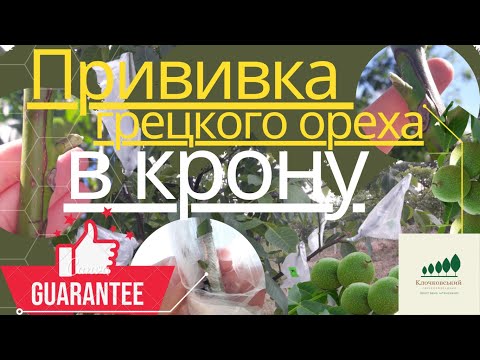 Видео: #7: Прививка грецкого ореха В КРОНУ дерева // Щеплення волоського горіха // grafting of walnuts