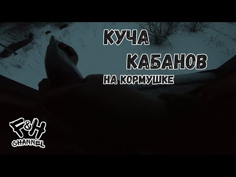 Видео: Что с импалой????Отличная охота на кабана с вышки, конец сезона.