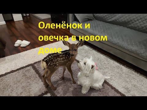 Видео: Оленёнок и овечка в новом доме в Америке