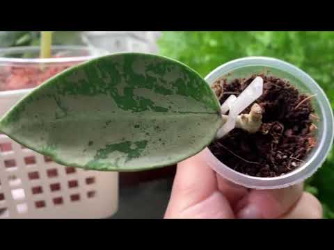 Видео: Мои цветы 🌺новинки 🌺🥰