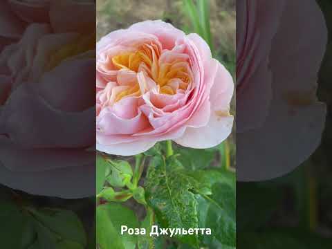 Видео: Роза Джульетта/rose Juliet #розарий #садоводство #цветы #розы #roses