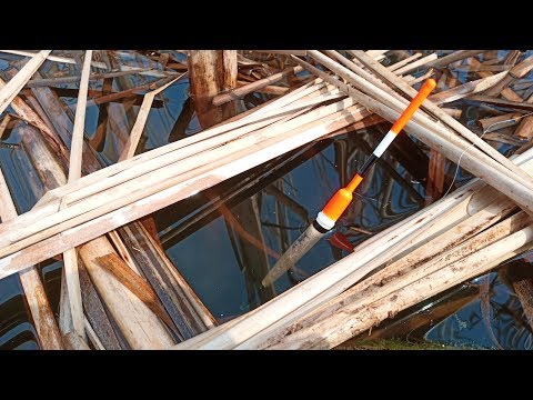 Видео: Рыбалка в ОКНАХ КАМЫША | КРУПНЫЙ КРАСНОПЕР