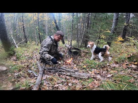 Видео: Охота с Фокстерьером на рябчика в Манской тайге. Красноярский край, Восточный Саян. 19.09.2021