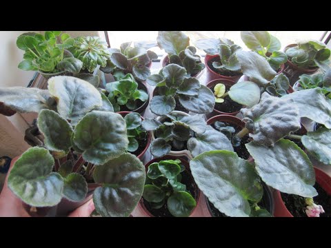 Видео: Фиалки/ Укоренила Листики По- Новому/ Результат Мощные Детки Крепкая Листва