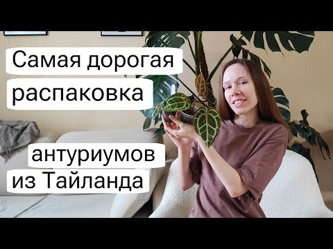 Видео: ПЕРВАЯ распаковка РАСТЕНИЙ из Тайланда в 2024 году | Антуриумы и не только