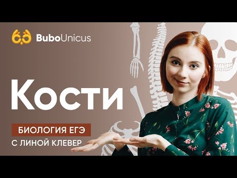 Видео: Кости | БИОЛОГИЯ ЕГЭ | Лина Клевер