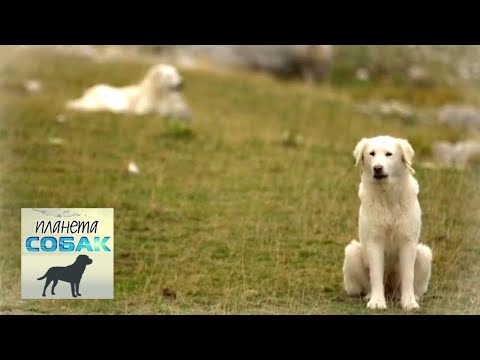 Видео: Собаки итальянских ковбоев. Планета собак 🌏 Моя Планета