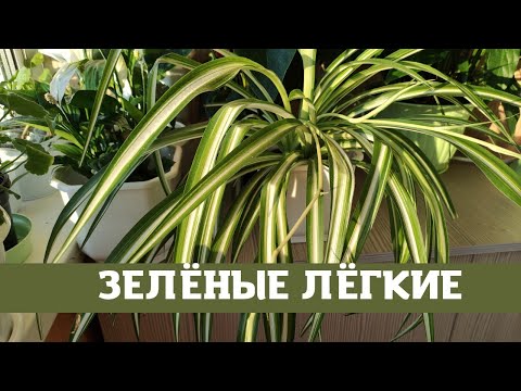 Видео: Хлорофитум - зелёные лёгкие дома, уход и размножение