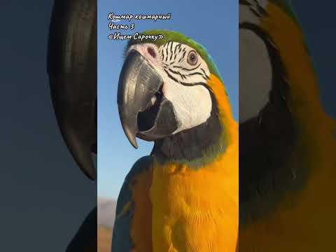 Видео: Как мы нашли Сарочку…