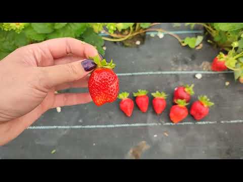 Видео: #Земляника #Брина - новый сорт нейтрального светового дня.