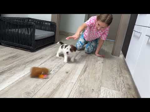 Видео: Щенок Джек Рассел терьера Зорго