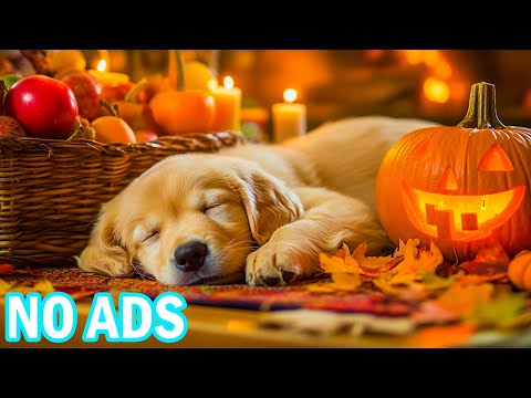 Видео: 12 часов успокаивающей музыки для собак🎃👻Помогает собаке спокойно спать и чувствовать себя в безопас