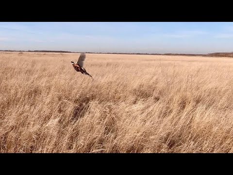 Видео: Охота на фазана. Количество птицы ошеломляет.#охота #охотанафазана #pheasanthunting #pheasant