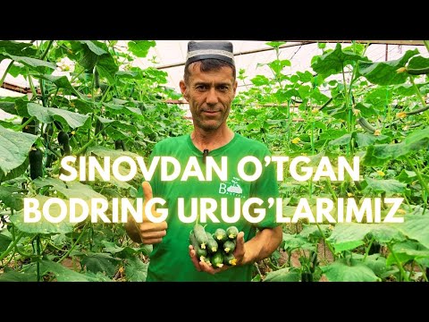 Видео: СИНОВДАН ЎТГАН БОДРИНГ УРУҒЛАРИ | SINOVDAN O'TGAN BODRING URUG'LARI