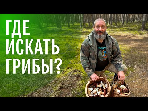 Видео: Для новичков. Советы по сбору грибов от миколога. Михаил Вишневский