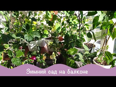 Видео: Мою, болтаю, показываю.  Зеленый уголок 7 часть.