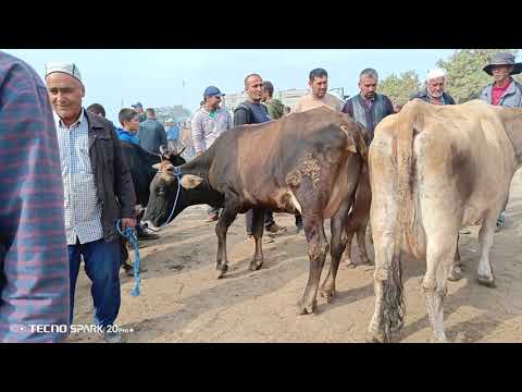 Видео: Молбозори кумсангир говои чушо 05 10 2025