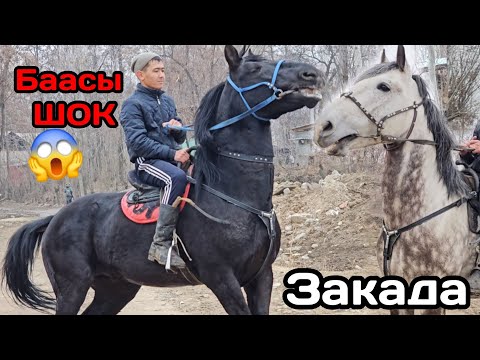 Видео: ШОК баага коем дейт ЗАКА 👍МОЩНЫЙ  аттар эфирде