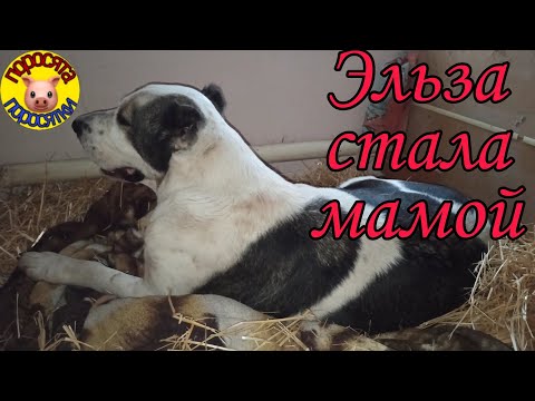 Видео: Эльза стала мамой. Предвестники родов у Алабая. Роды САО. 21 ноября 2021 г.