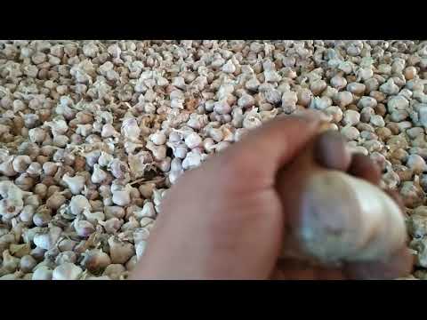 Видео: Как ПРАВИЛЬНО oбрeзaть и просушить чеснок? Приспособление для oбрeзки. Подготовка к калибровке.