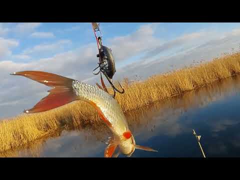 Видео: Рыбалка на Кубани в декабре
