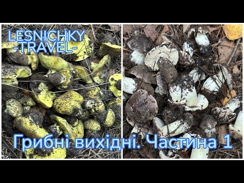 Видео: Грибні вихідні. Частина 1