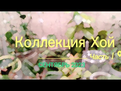 Видео: Хойя. Часть1. Обзор моей коллекции растений. Сентябрь 2023.