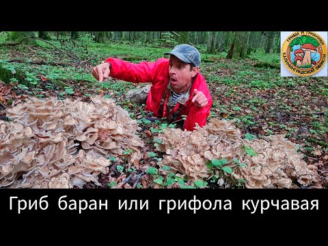 Видео: поехали за БЕЛЫМИ ГРИБАМИ а нашли ГРИБ БАРАН или ГРИФОЛА КУРЧАВАЯ