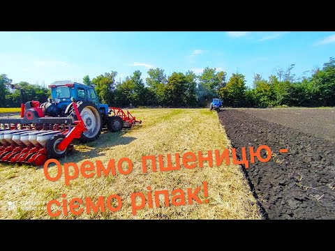 Видео: Оремо пшеницю- сіємо ріпак! Так і тільки так... єдиний технологічний процес