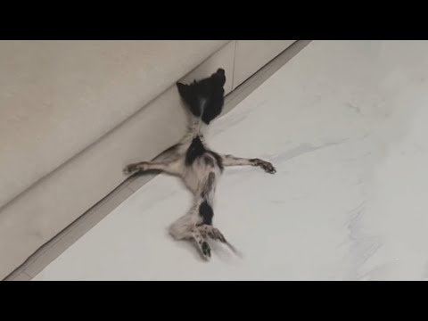 Видео: Никто не хотел его из-за его ситуации, но мы обещаем, что будем полны любви...