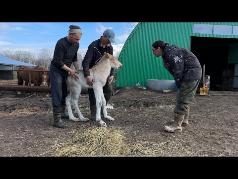 Видео: Проблемные жеребята