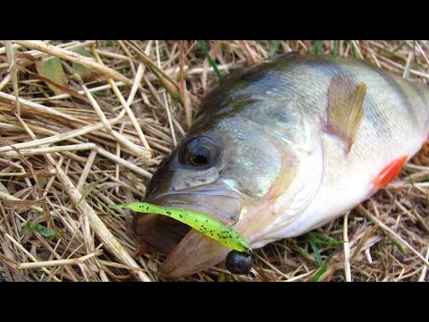 Видео: Окунь на микро джиг осенью ,или как Fishup Tiny 1.5" сделал день...