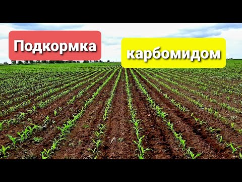 Видео: Подкормка кукурузы карбамидом .МТЗ 82.1 с крн 4.2