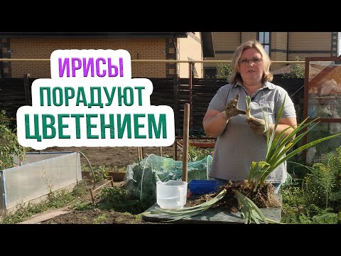 Видео: Пересадите ИРИСЫ пока не ПОЗДНО! Деление и пересадка бородатых ирисов осенью